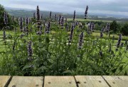 Kłosowiec 'Black Adder' (Agastache x hybrida) 